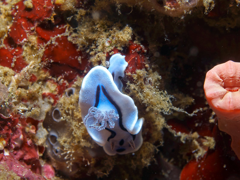 Nudibranch, Sinandigan Wall